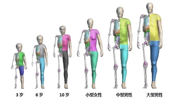 提升车辆安全性能！丰田无偿公开虚拟人体模型“THUMS”